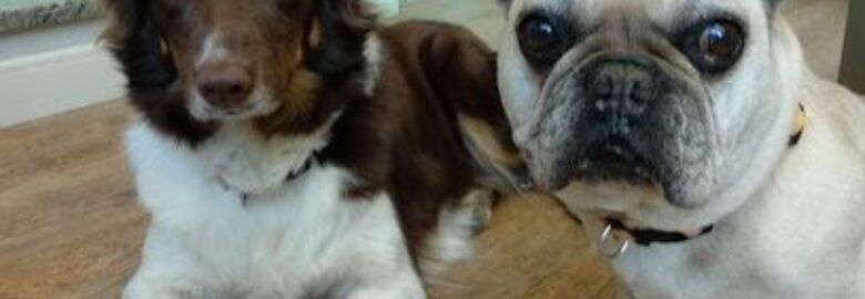 Acupcan – Acupuntura para Perros