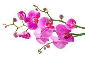 Arte Reiki Masaje con Cañas de Bambú en Illescas