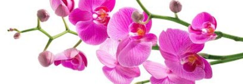 Arte Reiki