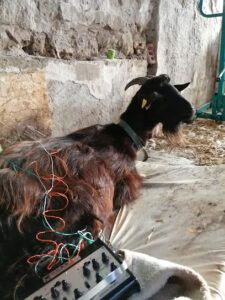 Acupuntura Para animales Acupuntura en Golernio