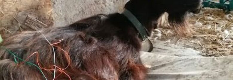 Acupuntura Para animales